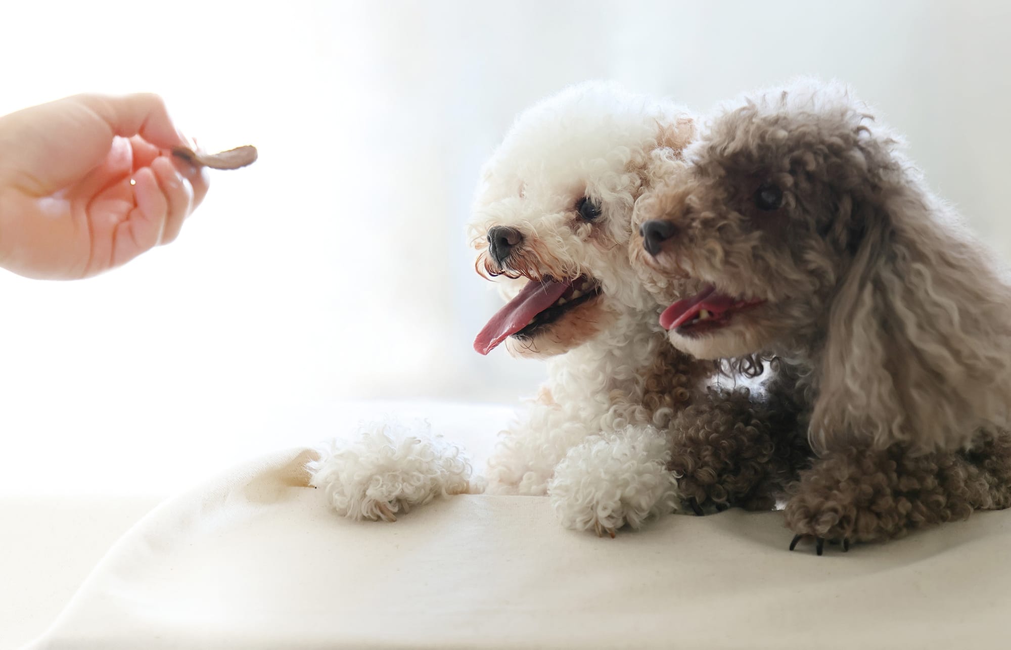 犬の写真